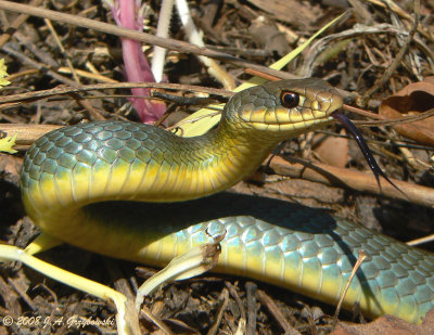 E. Yellow-bellied Racer (Coluber constrictor flaviventris)