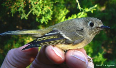 Ruby-crowned Kinglet