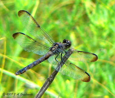 SlatySkimmer (Libellula incesta) old male