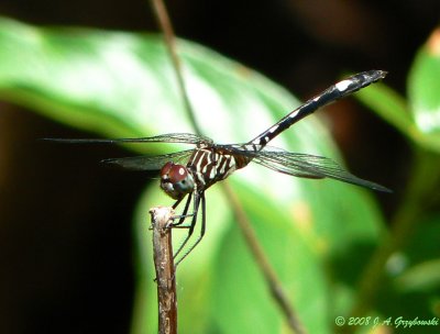 Swift Setwing (Dythemis velox)