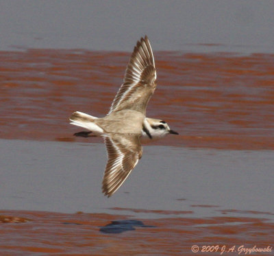 Snowy Plover