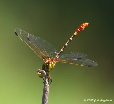 Eastern Ringtail (Erpetogomphus designatus)