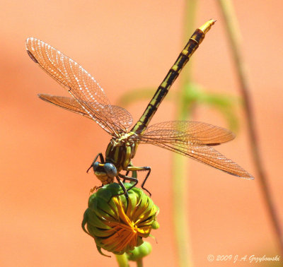 Sulphur-tipped Clubtail clearing eye