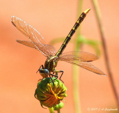 Sulphur-tipped Clubtail clearing eye