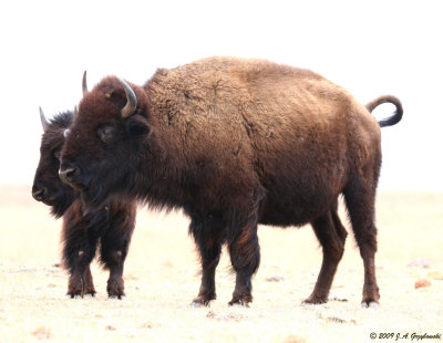 buffalo on the prairie