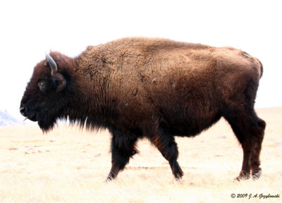 buffalo on a ghostly prairie