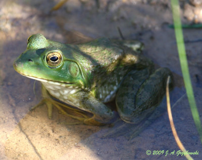 Bullfrog (Lithobates cateiesbiana)