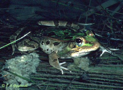 Rio Grande Leopard Frog (Lithobates berlandieri)