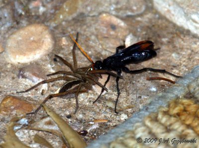spider wasp (Entypus unifasciatus) hauling spider