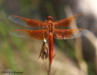 Flame Skimmer (Libellula saturata)