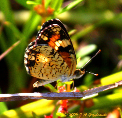 Phaon Crescent (Phyciodes phaon)