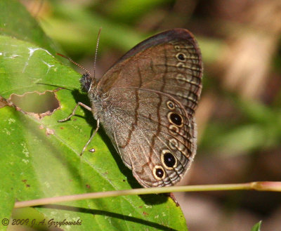 Carolina Satyr (Hermeuptychia sosybius)