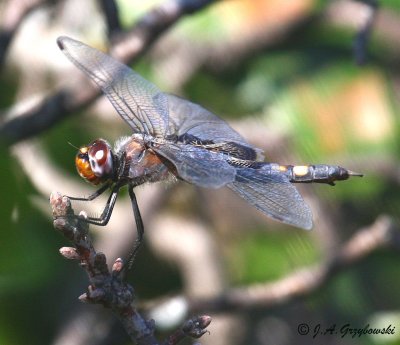 Black Saddlebags (Tramea lacerata)