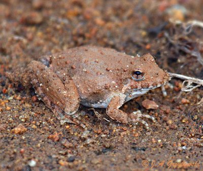 Blanchard's Cricket Frog (Acris blanchardi)
