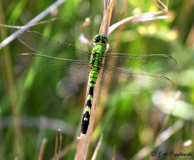 Common Pondhawk female (Erythemis simplicicollis)