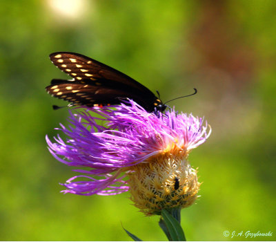 Black Swallowtail in serious wind
