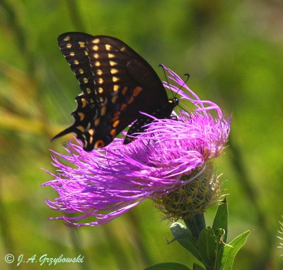 Black Swallowtail (Papilio polyxenes)