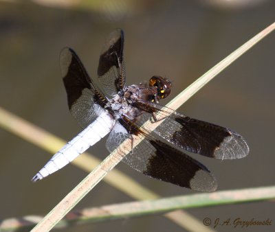 male Common Whitetail (Plathemis lydia)