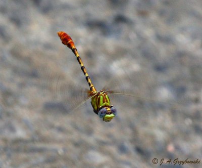 Eastern Ringtail (Erpetogomphus designatus)