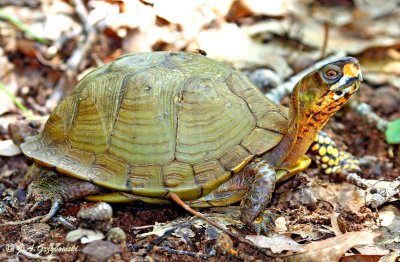 Three-toed Box Turtle (Terrepene triunguis)