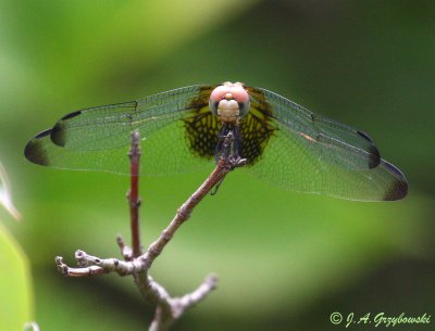Checkered Setwing (Dythemis fugax)