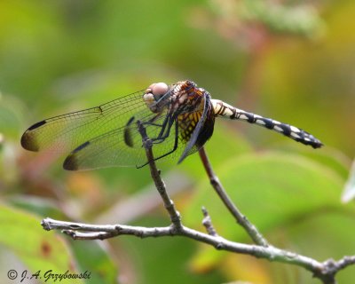 Checkered Setwing (Dythemis fugax)