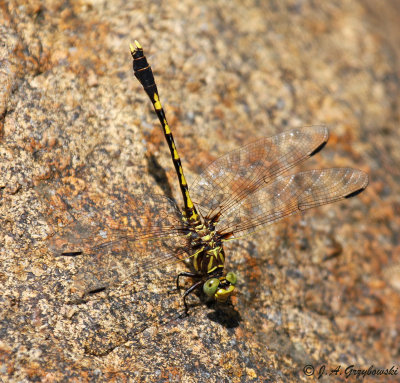 Common Sanddragon (Progomphus obscurus)