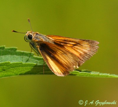 Delaware Skipper (Anatrytone logan)