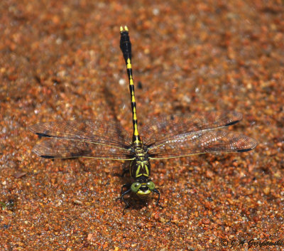 Common Sanddragon (Progomphus obscurus)