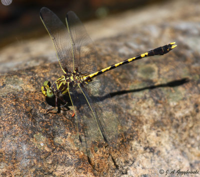 Common Sanddragon (Progomphus obscurus)