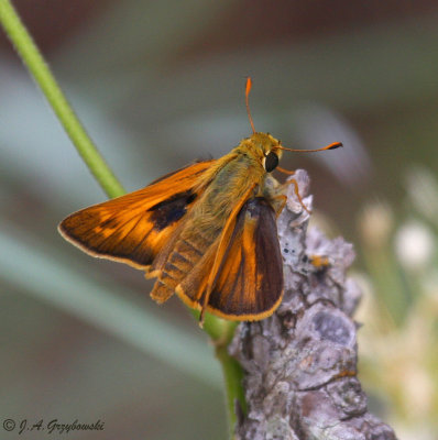 Sachem (Atalopedes campestris)