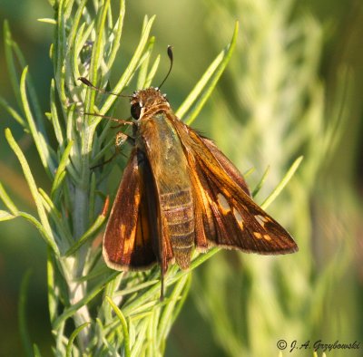 Sachem (Atalopedes campestris)