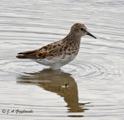 Least Sandpiper