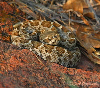 Western Diamondback (Crotalus atrox)