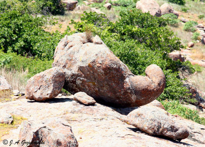 elephant head rock