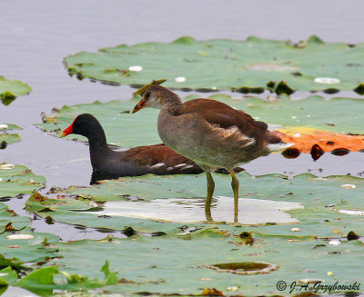 Common Gallinule parent and young