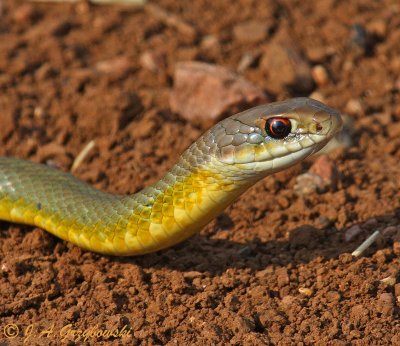 Yellow-bellied Racer (Coluber constrictor flaviventris)