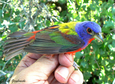 Painted Bunting