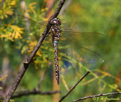 Blue-eyed Darner (Aeshna multicolor)