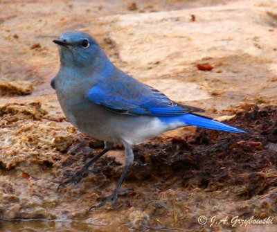 Mountain Bluebird