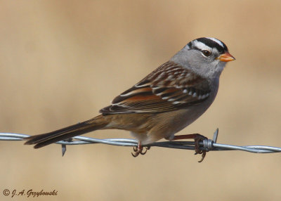 White-crowned Sparrow (Z.l. gambelii)