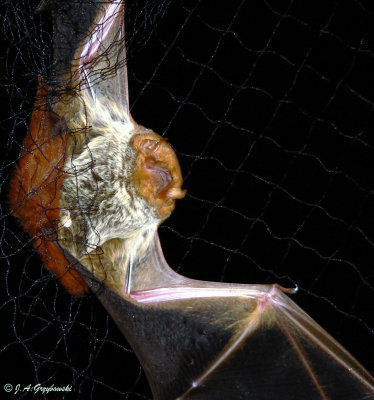 Western Red Bat (Lasiurus blossevillii)