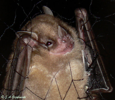 Jamaican Fruit Bat (Artibeus jamaicansis)