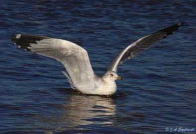 Ring-billed Gull - adult