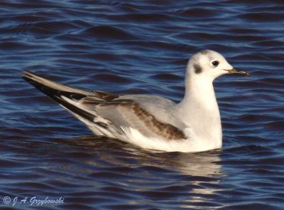 Bonaparte's Gull, first cycle