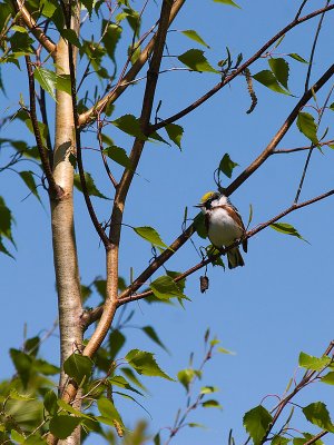 Paruline, flancs marron, Parc Mont St-Bruno 2008