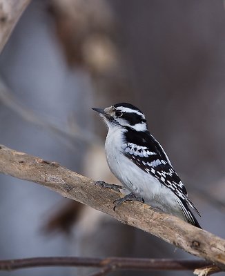 Pic chevelu, femelle. Parc Mont St-Bruno