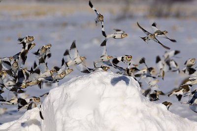 Bruants des neiges, Verchres