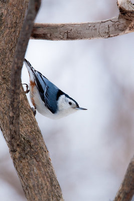 Sittelle  poitrine blanche, Parc Mont-Bruno, St-Bruno