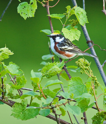 Paruline  flancs marron, North Hatley